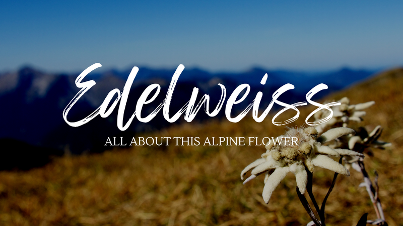 Edelweiss - All About this Alpine Flower